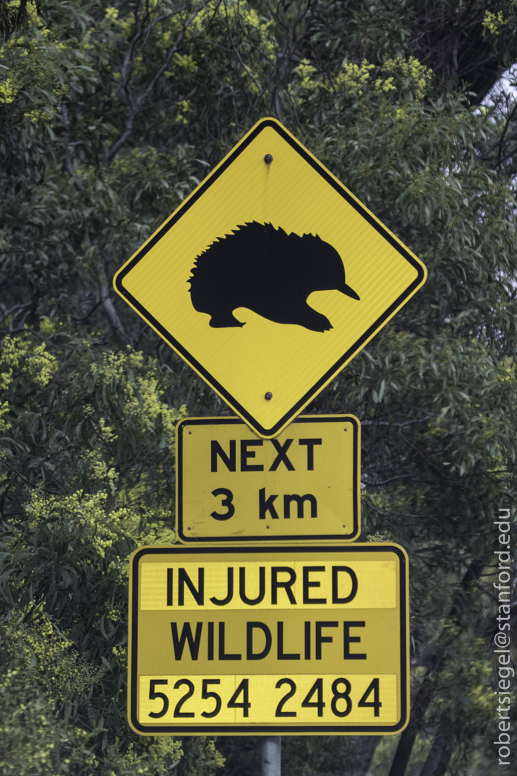 echidna crossing